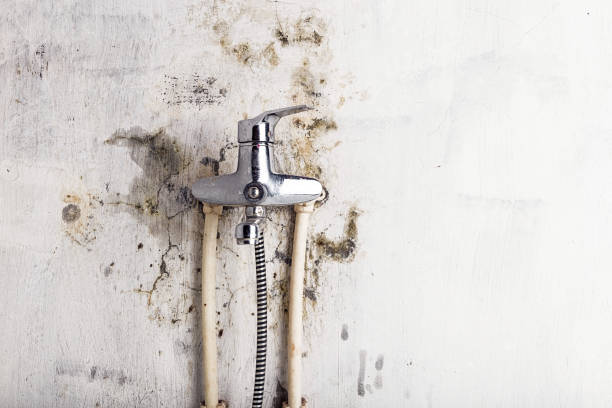 Best Residential Mold Remediation in Polo, IL