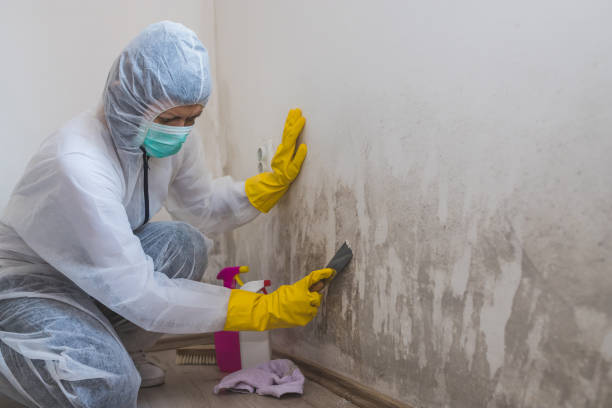 Best Black Mold Remediation in Polo, IL