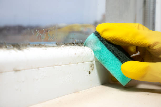 Best Basement Mold Remediation in Polo, IL