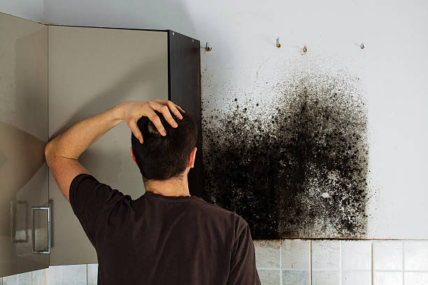 Best HVAC Mold Remediation in Polo, IL