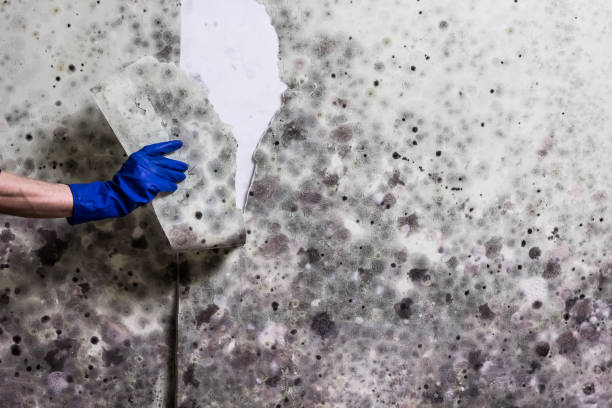 Best Crawl Space Mold Remediation in Polo, IL